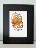 Heteropoda davidbowie 5"x7" Original Watercolor