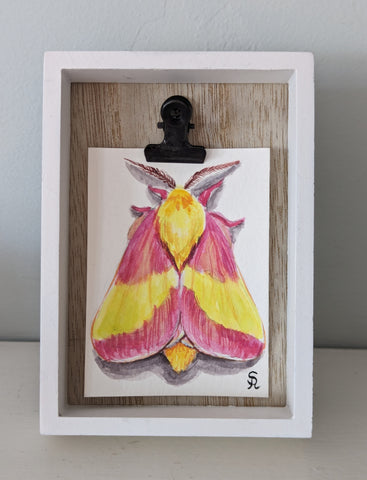 Rosy Maple Moth 2.5"x3.25" Original Watercolor