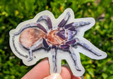 Citharacanthus cyaneus 3" Die Cut Sticker