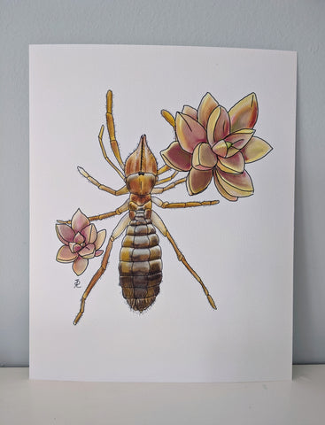 Solfugid 8” x 10” Print