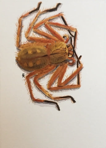 Heteropoda davidbowie 5"x7" Original Watercolor