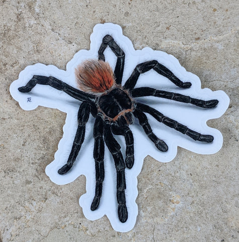 Grammostola iheringi 3" Die Cut Sticker