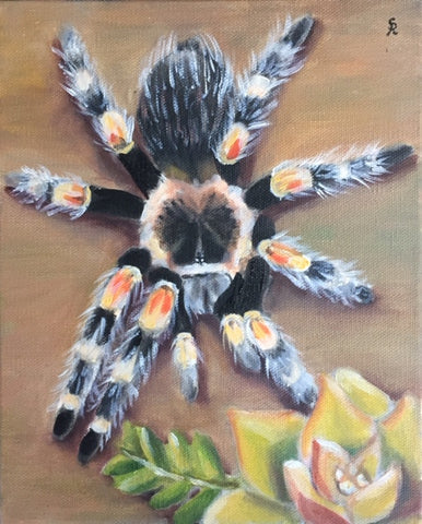 Brachypelma smithi 8" x 10" Original Oil Painting