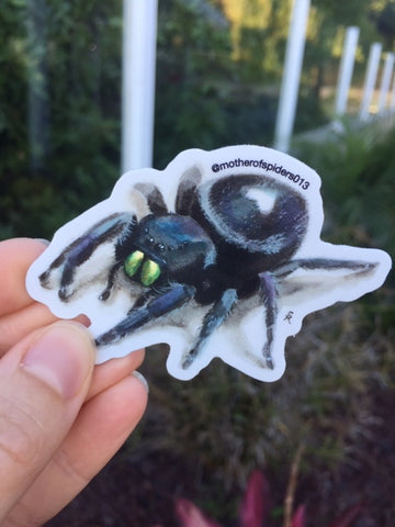 Phidippus audax 3"x 2" Die Cut Holographic Sticker