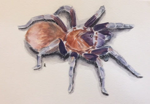 Citharacanthus cyaneus 6" x 9" Original Watercolor